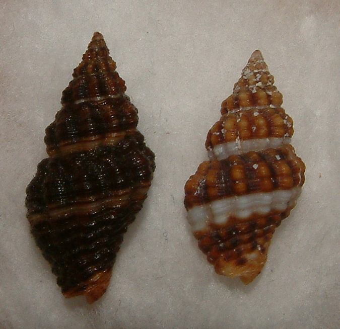 Pollia scacchiana